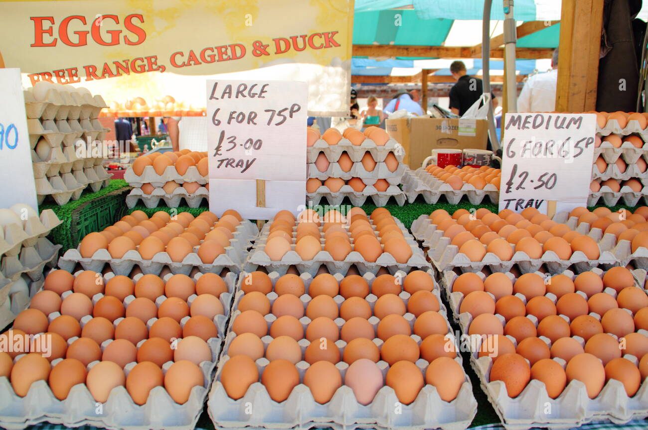 Use Pulp Molding Machine to Make Egg Trays